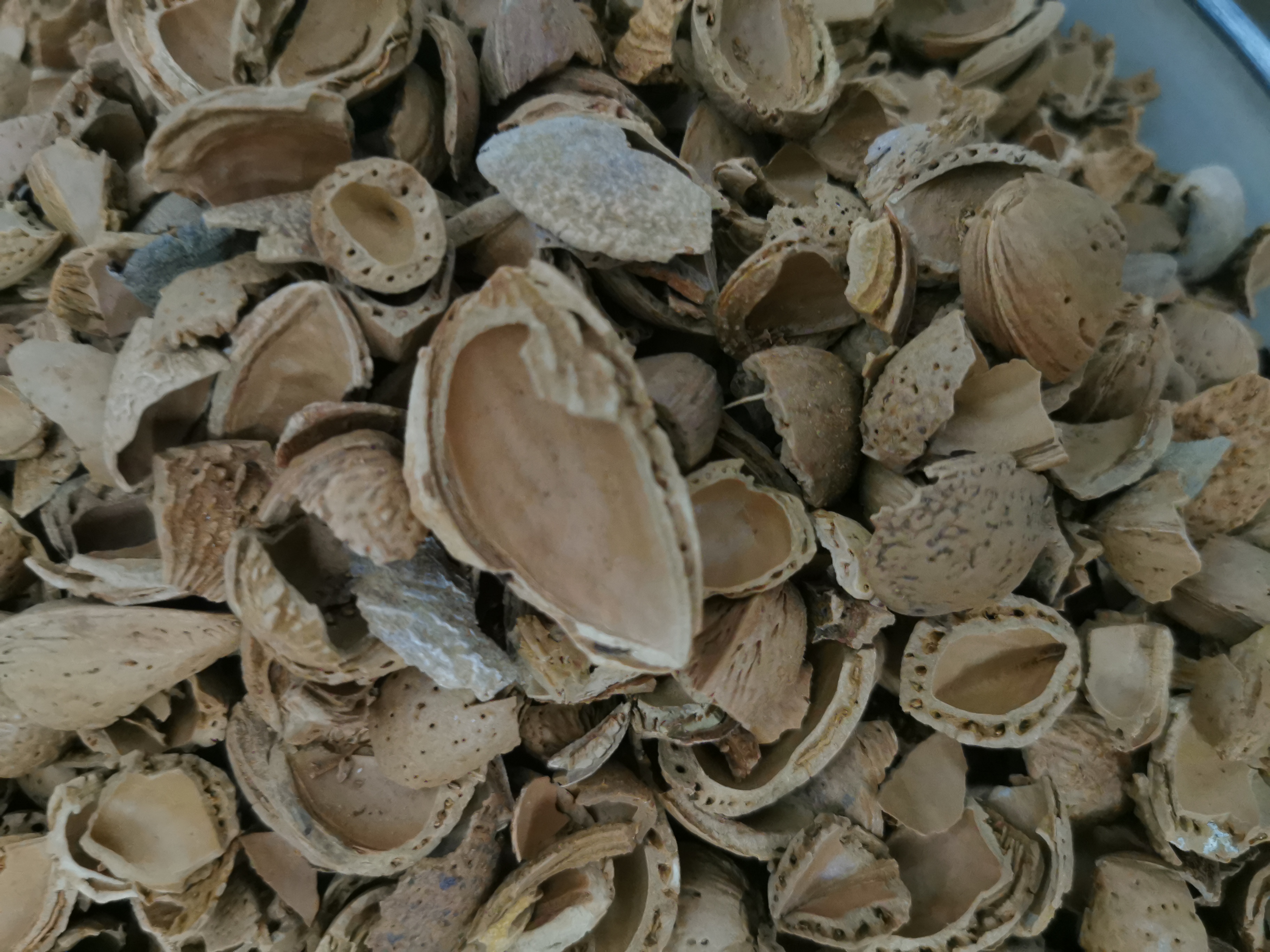 Olio