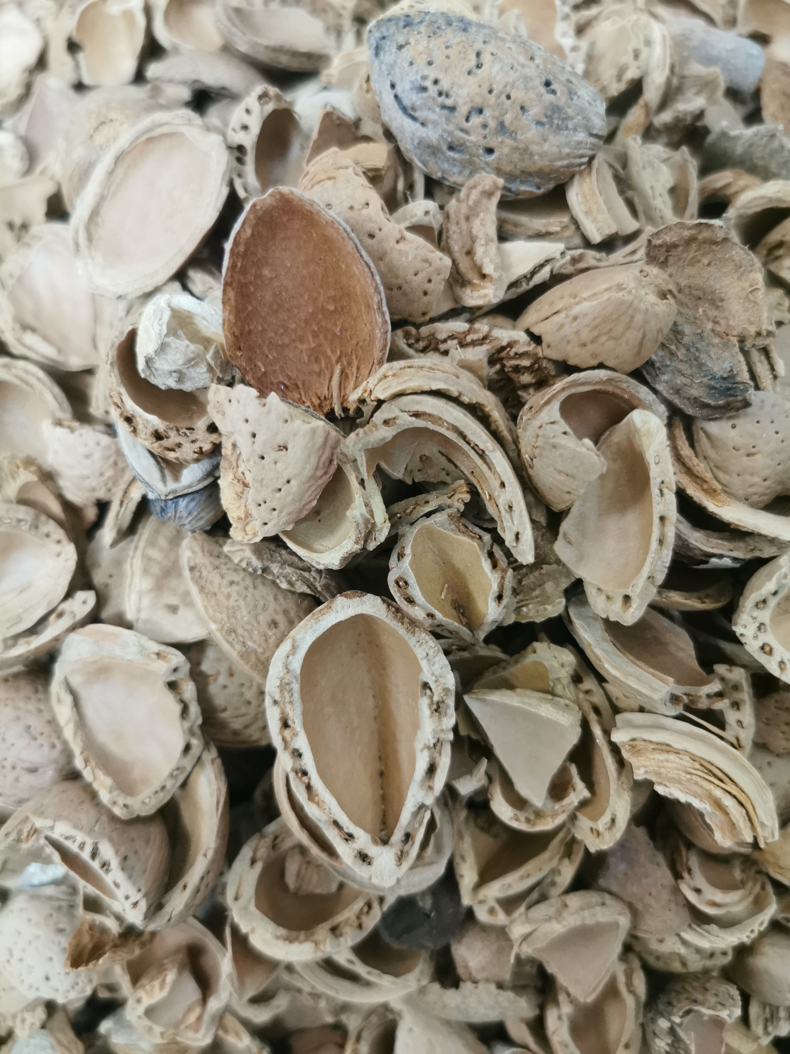 Olio