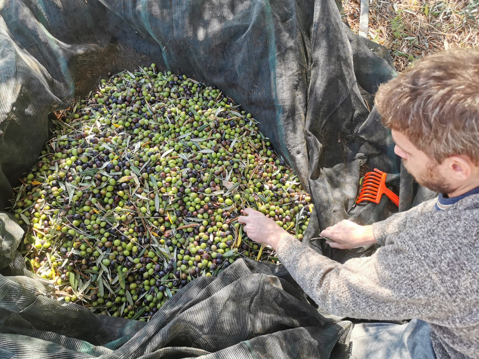 Olive raccolte